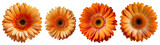 Assorted orange gerbera daisy flower heads isolated on transparent PNG background. Created with Generative AI.