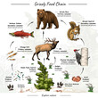Grizzly bear food chain
