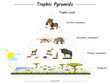Trophic pyramid in savanna
