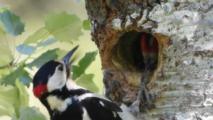 Wall Mural - Great spotted woodpecker male comes to the nest and feeds the young which sticks its head out of the nest and calls close up shot