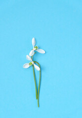 two snowdrops flowers on abstract blue background. spring season. romantic gentle nature image. hello spring, 8 march, Mother's day concept. minimal style. flat lay. copy space. template for design