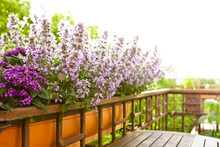 Catnip Or Catmint Plants With Pink And Purple Flowers Growing In A Window Box Or Container On A Balcony In Summer.