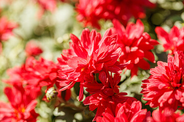 beautiful bushes of chrysanthemum flowers red colors