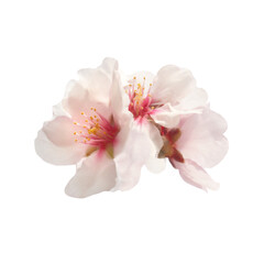 Wall Mural - Cherry almond white pink flowers in PNG isolated on transparent background