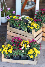 Green Plants In Boxes. Colorful Chrysanthemum Flowers In Garden. Daisy Flowers In Pots. Outdoor Flower Pots With Flowers And Plants At The Wooden Decoration Fence For Garden, Patio Or Terrace At Home	