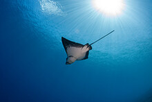 Eagle Ray In Cristal Clear Polynesia Waters