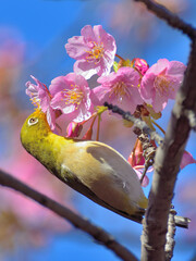 Wall Mural - A white eye and kazwzu cherry blossoms