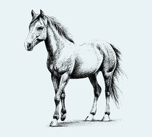 The Horse Is Drawn In Pencil Isolated On A Blue Background. Engraved Drawing. Black And White Style. Horse, Mare, Foal. In Full Growth. Doodle. Vector Illustration