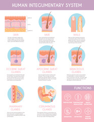 Wall Mural - Human Integumentary System Infographics Poster