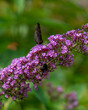 Motyl i trzmiel na fioletowym kwiatku 