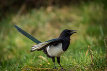 Common Magpie In The Meadow In Nature