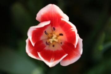 Wall Mural - red white tulip flower in close up