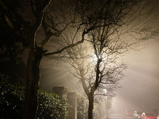 Sticker - light of urban lantern is scattered by tree branches in night fog in Lido di Venezia district of Venice city in winter