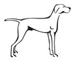 Hungarian Vizsla Dog Line Art
