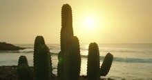 Prickly Cactus Bush Growth On Ocean Beach. Sunset Golden Sky Light Background. Calima Windy Weather On Tenerife Island.