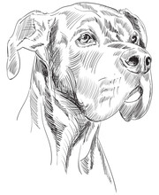 Great Dane Dog Pen And Ink Portrait Drawing