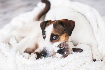 Wall Mural - Cat and dog together on white plaid