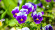 Purple violets on a green natural background
