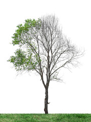 Wall Mural - Half dead tree isolated on transparent background png file