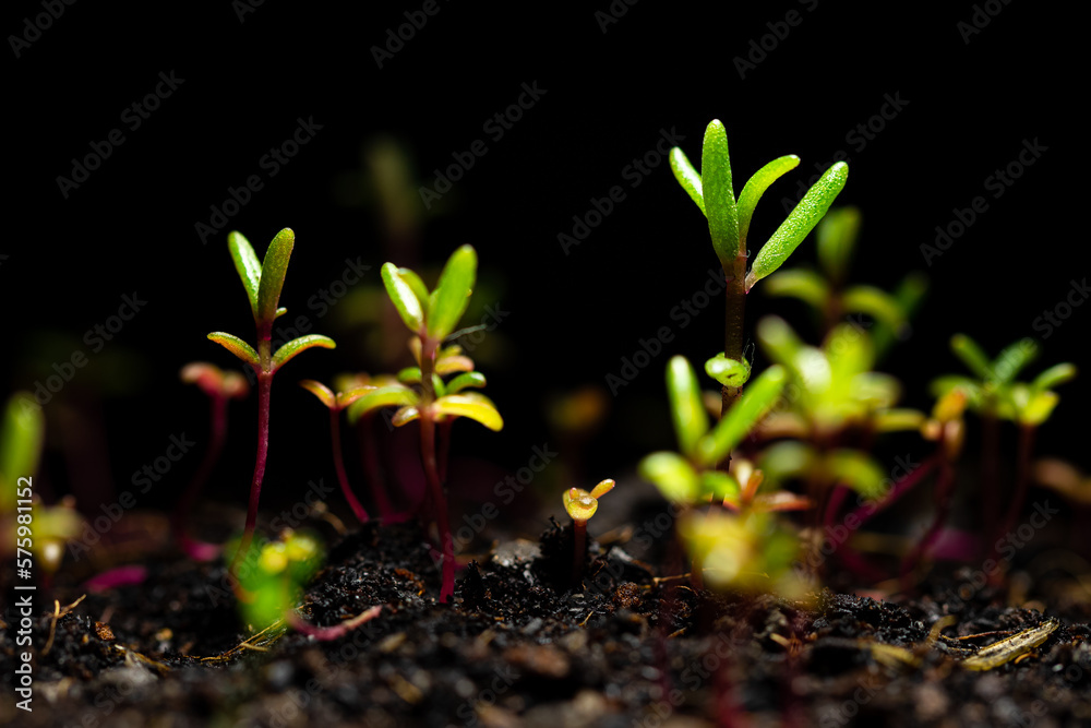 Portulaca Oleracea Seedling