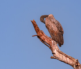 scavenger