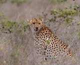 Fototapeta Sawanna - cheetah with prey