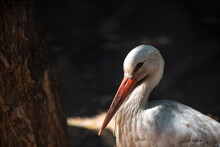 A Young Stork Cleans Its Feathers, Close-up Portrait Against A Dark Background, Wildlife And Birds