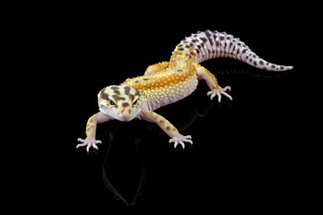 Wall Mural - Fat-tailed geckos isolated on black background, leopard gecko lizard, eublepharis macularius
