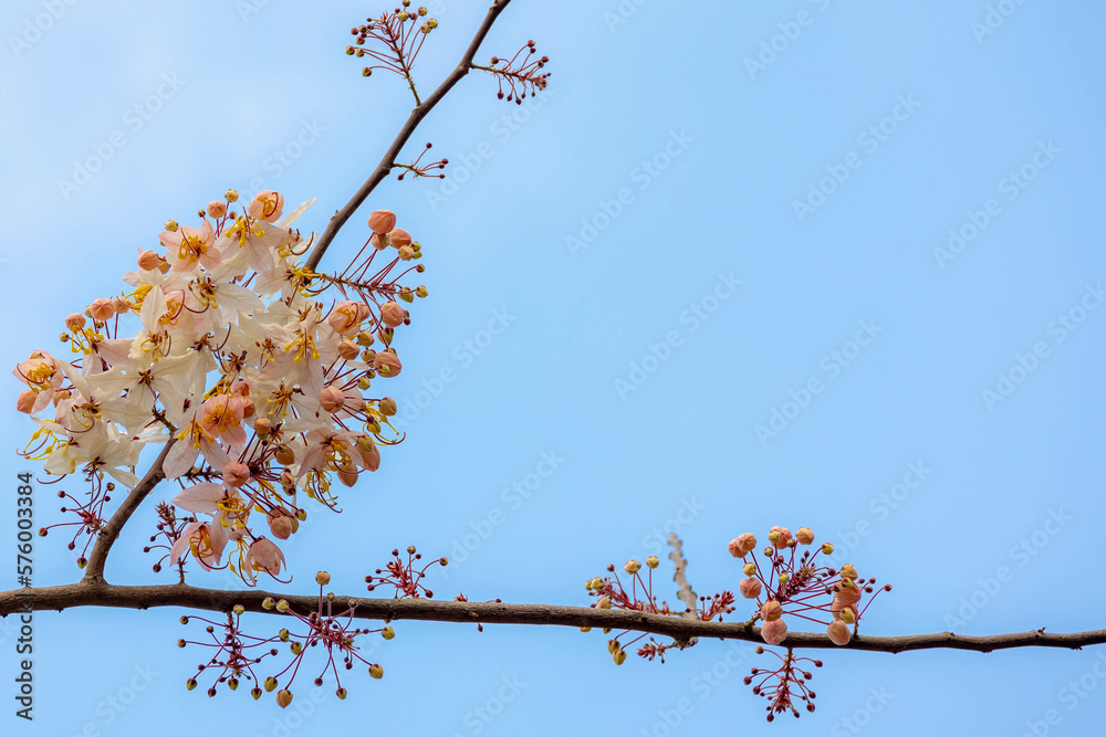 Selective focus of white flower on the tree, Cassia javanica, also ...