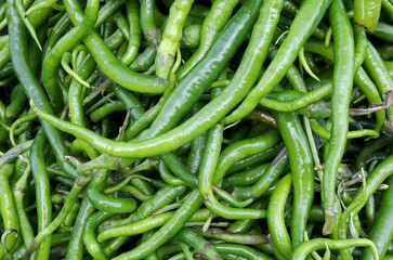 Wall Mural - organic and fresh green peppers at the market