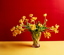 Yellow Tulips In Vase Against Red Background
