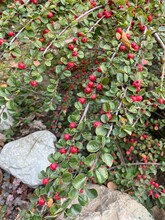 Red Berries Of A Bush
