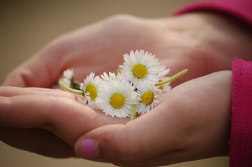 two hands hold a few daisies in hand