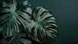 © ADDICTIVE STOCK - Lush green monstera leaves of exotic plant. Generative AI