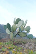 Optuna type of cactus growing wild in mountainous region