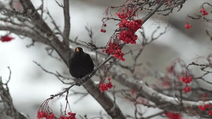 Wall Mural - On rowan branch, the blackbird in the winter season (Turdus merula)