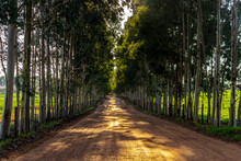 Dirt Road Flanked By Eucalyptus Trees In The Interior Of The State Of Sao Paulo, Brazil