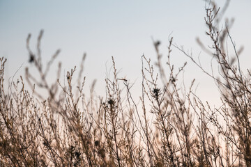 Naklejka na meble Plants against the sky. Grass taken from a low level near the ground