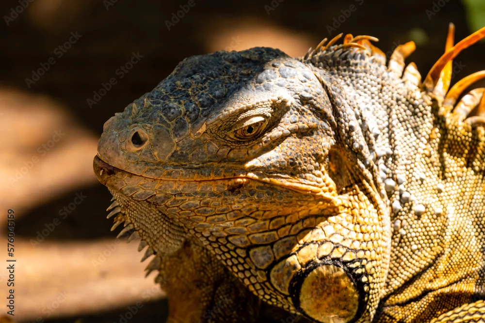 Roatán in Bildern: Aras, Leguane und wilde Karibikküste 4 Grüner Leguan im Profil in Nahaufnahme