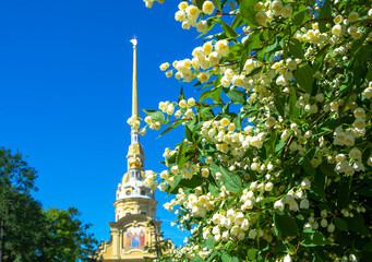 Jasmine flowers against the background of the spire of the Peter and Paul Cathedral on the territory of the Peter and Paul Fortress, St. Petersburg, Russia