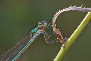 A dragonfly (Coenagrionidae) sits on a dry grass stalk. Transparent wings with a strict pattern are folded along the body. 