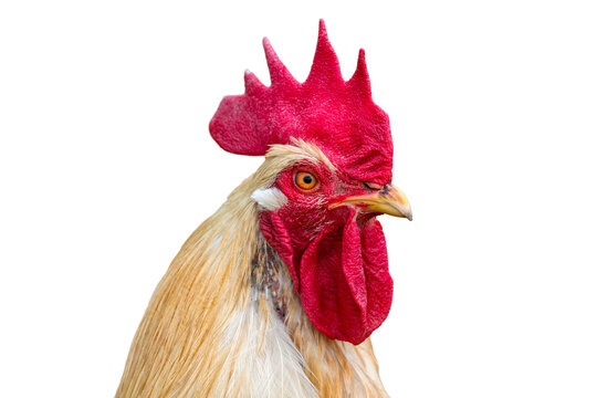 Fototapete - isolated head of chicken