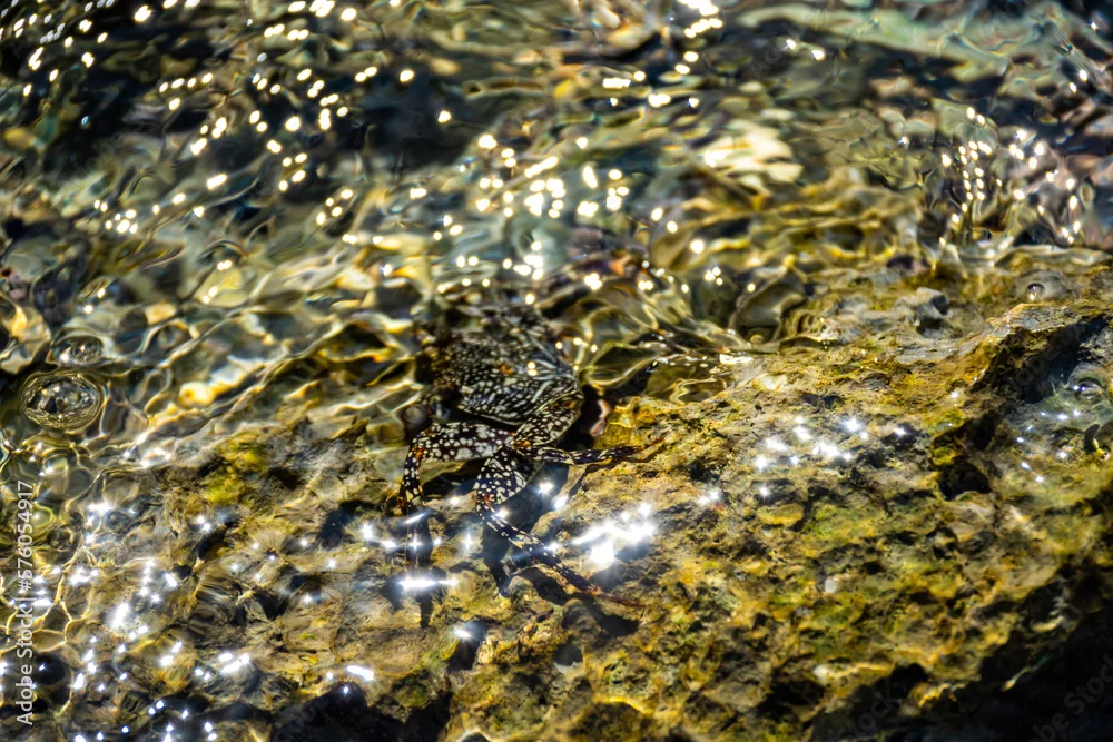Roatán in Bildern: Aras, Leguane und wilde Karibikküste 6 Felskrabbe an der Wasserlinie auf einem Felsen auf Roatán in Honduras
