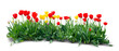 Flowerbed with blooming red and yellow tulips isolated on white background