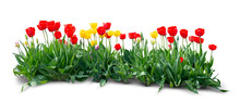 Flowerbed With Blooming Red And Yellow Tulips Isolated On White Background