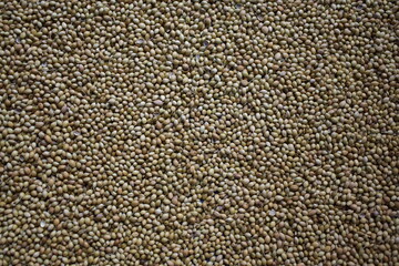 Wall Mural - Raw whole dried Coriander seeds