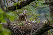 Eastern imperial eagle Aquila heliaca. Wildlife animal