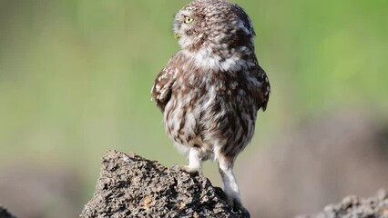 Wall Mural - Little owl in natural habitat Athene noctua.