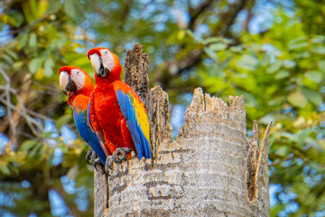 Wall Mural - a pair of Scarlet Macaws in their nest in a tree stump
