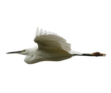 Snowy Egret In Flight